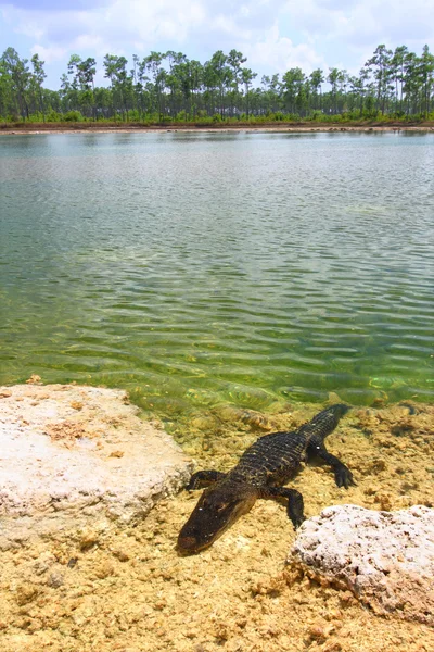 Aligator amerykański (aligator mississippiensis) — Zdjęcie stockowe
