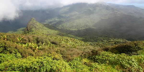 El Yunque Rainforest - Porto Rico — Fotografia de Stock