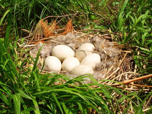 Huevos de ganso de Canadá —  Fotos de Stock