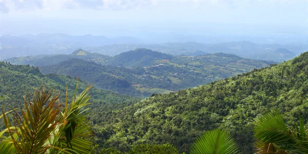 Selva tropical puertorriqueña — Foto de Stock