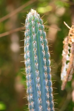 Cactus in Puerto Rico clipart