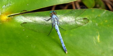 Doğu Pondhawk (Erythemis simplicicollis)