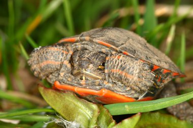 Boyalı Kaplumbağa (chrysemys picta)