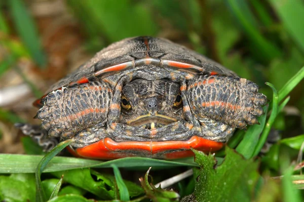 Färgade sköldpaddor (Chrysemys picta)) — Stockfoto