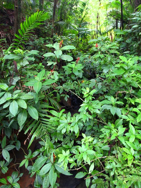 Ель Yunque Національна лісова — стокове фото