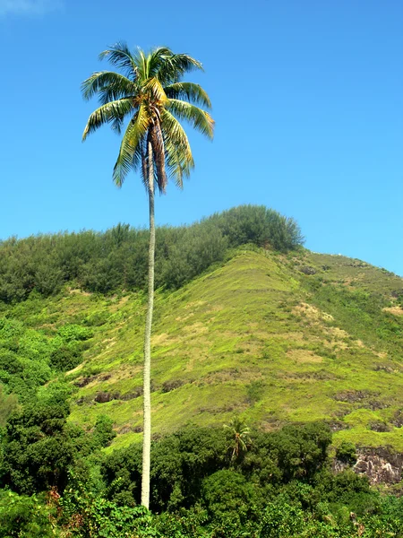 Tahiti Palm Tree — Stock Photo, Image