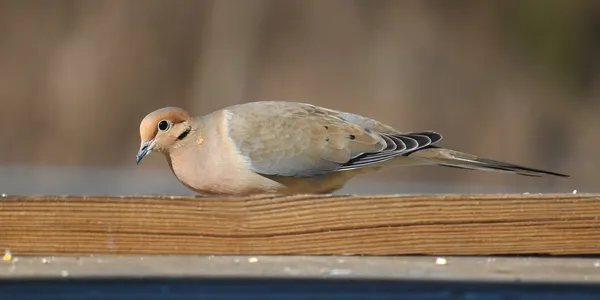Горбатий голуб (zenaida macroura) — стокове фото