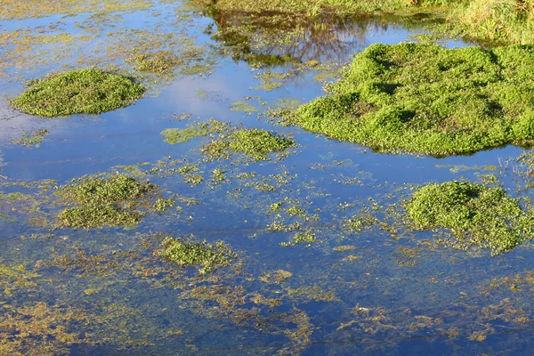 Водно-болотних угідь фону — стокове фото