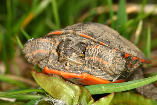 Geverfde schildpad (chrysemys picta)) — Stockfoto