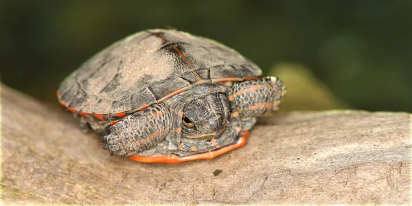 Painted Turtle (Chrysemys picta) — Stock Photo, Image