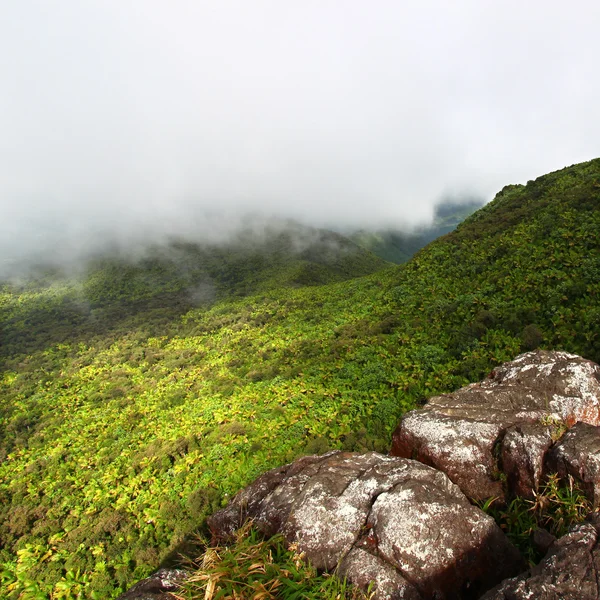 Ель Yunque тропічний ліс - Пуерто-Ріко — стокове фото