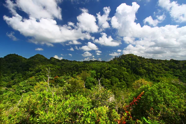Riserva forestale di Guajataca - Porto Rico — Foto Stock