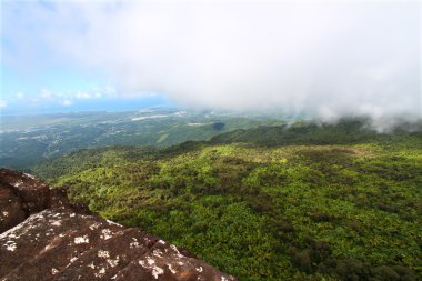 Puerto Rican Rainforest clipart