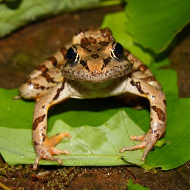 Turna Kurbağa (Rana palustris)