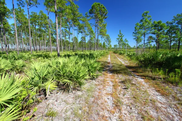 Furu Flatwoods - Florida — Stockfoto