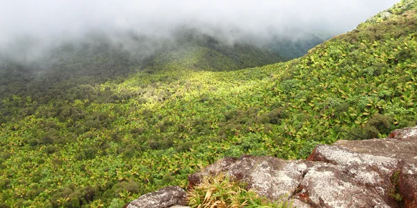 Foresta pluviale El Yunque - Porto Rico — Foto Stock