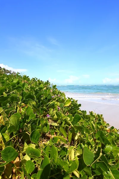 Spiaggia di Santa Lucia — Foto Stock