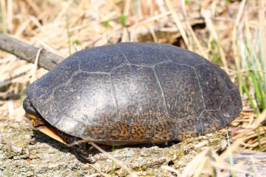 Blandings kaplumbağa (Emydoidea blandingii)