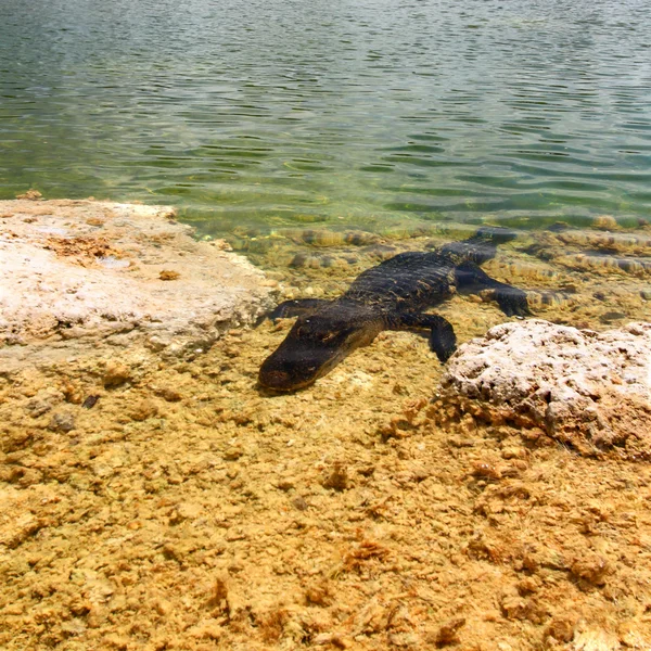 Alligatore americano (alligatore mississippiensis) — Foto Stock