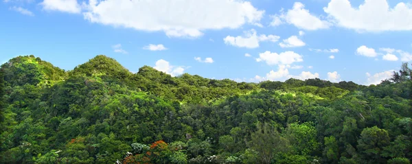 Guajataca lesní rezervace - puerto rico — Stock fotografie