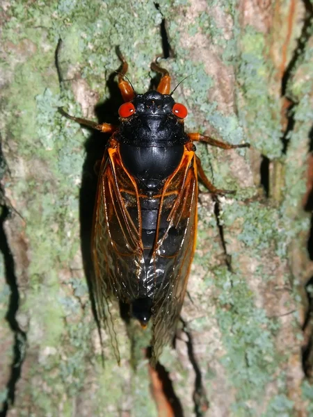 정기 세미 (Magicicada septendecim) — 스톡 사진