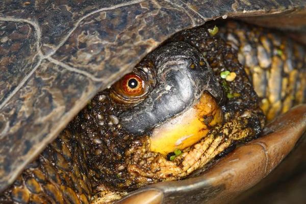 Blandings tartaruga (Emydoidea blandingii) — Fotografia de Stock