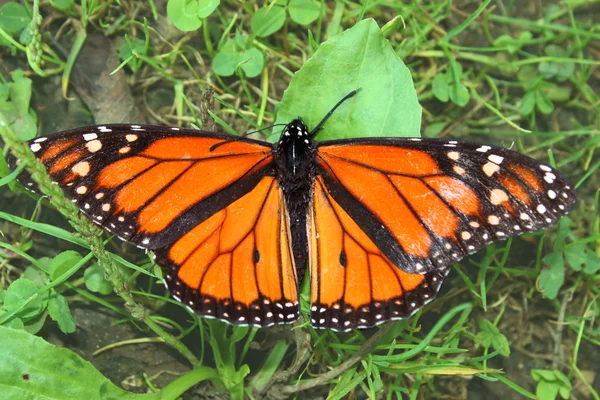 Monarkfjäril (danaus plexippus)) — Stockfoto