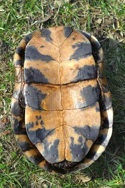 Blandings sköldpadda plastron — Stockfoto