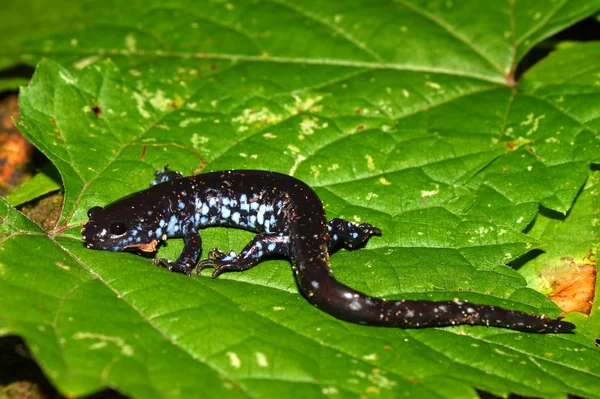 Salamandra-manchada-azul (Ambystoma laterale ) — Fotografia de Stock