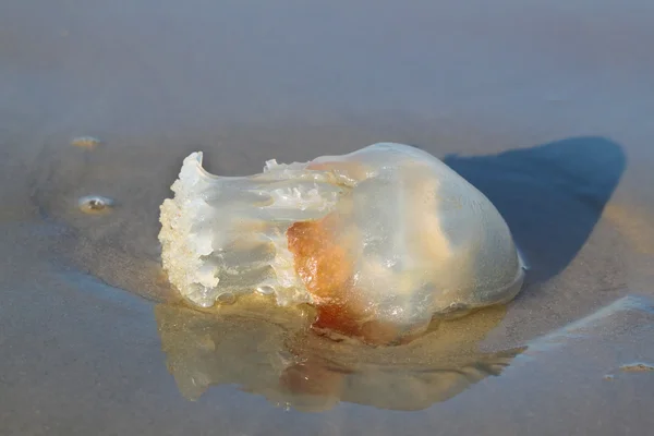 Медуз на Дейтона-Біч — стокове фото