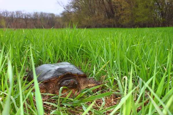 Прив'язування черепаха (Chelydra режимі) — стокове фото