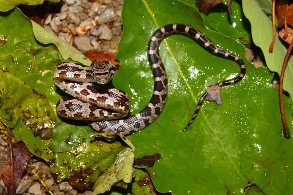 Szary Rat Snake (Elaphe obsoleta) — Zdjęcie stockowe
