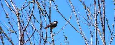 Siyah başlıklı Chickadee (poecile atricapillus)