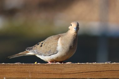 Yas güvercini (zenaida makrora)