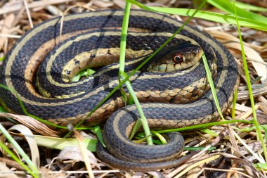 Garter Snake (Thamnophis sirtalis) clipart
