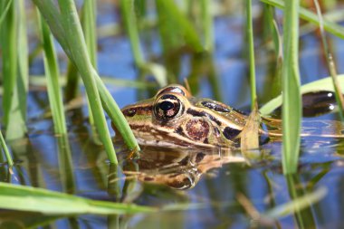 Northern Leopard Frog (Rana pipiens) clipart