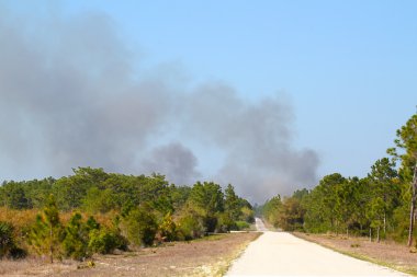 Smoke Rising in Florida clipart