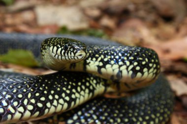 Siyah Kingsnake (Lampropeltis getula)