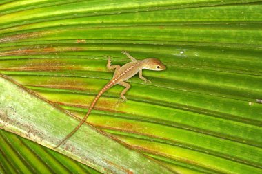 Yeşil Anole (Anolis carolinensis)