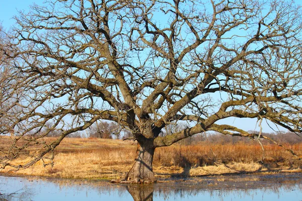 Бур-Оак (Quercus macrocarpa ) — стоковое фото