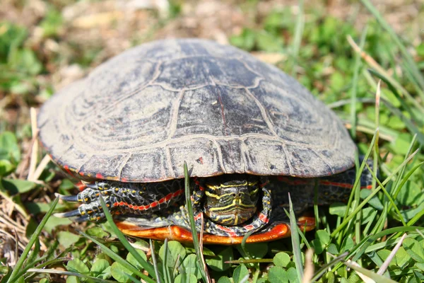 Boyalı Kaplumbağa (chrysemys picta) — Stok fotoğraf