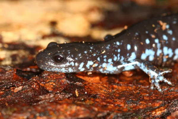 Синепятнистая саламандра (Ambystoma laterale ) — стоковое фото