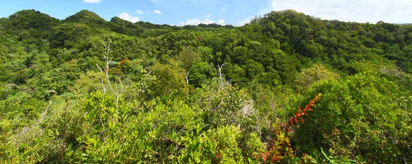 瓜亚塔卡森林储备-波多黎各 — 图库照片