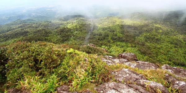 Floresta tropical porto-riquenha — Fotografia de Stock