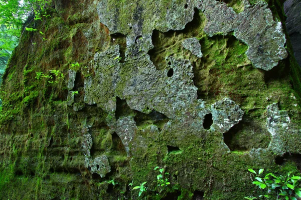 Mossy rock fundo — Fotografia de Stock