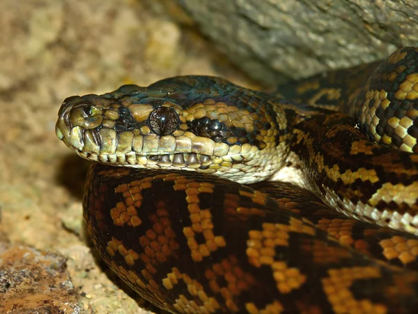 Python in Australia — Stock Photo, Image