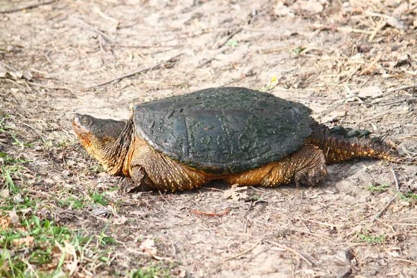 Sköldpadda (Chelydra serpentina) — Stockfoto