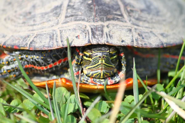 Boyalı Kaplumbağa (chrysemys picta) — Stok fotoğraf