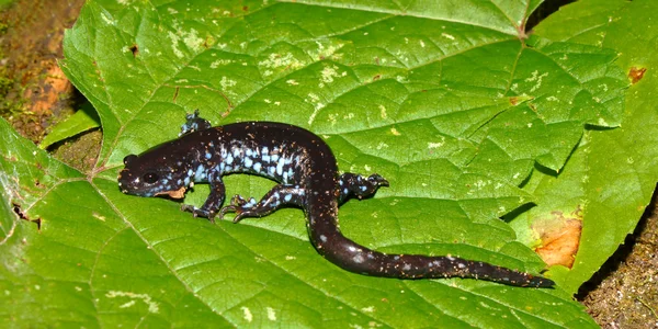 Salamandra maculata di blu (Ambystoma laterale ) — Foto Stock