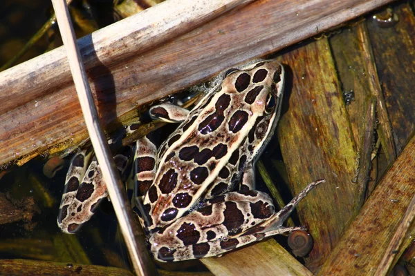 stock image Northern Leopard Frog (Rana pipiens)